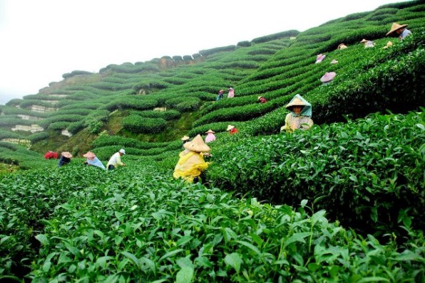 tea2