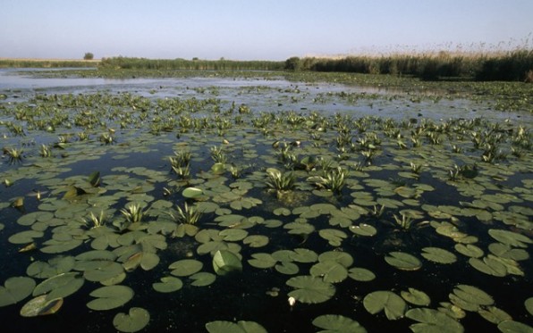Aquatic vegetation on the Danube. Danube Delta, Romania Project number: RO0003 Project number: 9E0060