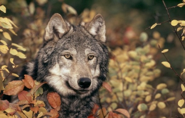 Canis lupus     Grey wolf     Rocky Mountains     Montana, United States of America     (A trained animal used for photography and filming)