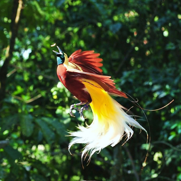 ujguinea4