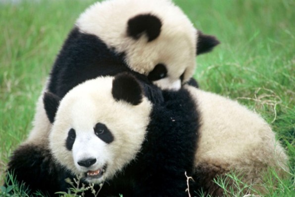 Ailuropoda melanoleuca Giant panda Chengdu Breeding Centre Chengdu,  Sichuan Province,  China