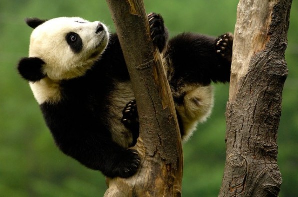Juvenile Giant Panda (Ailuropoda melanoleuca) climbing a tree, Wolong China Conservation and Research Centre for the Giant Panda within Wolong Reserve, Sichuan Province, China 2006
