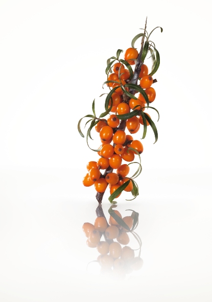 Seabuckthorn_01_CYMK.tif