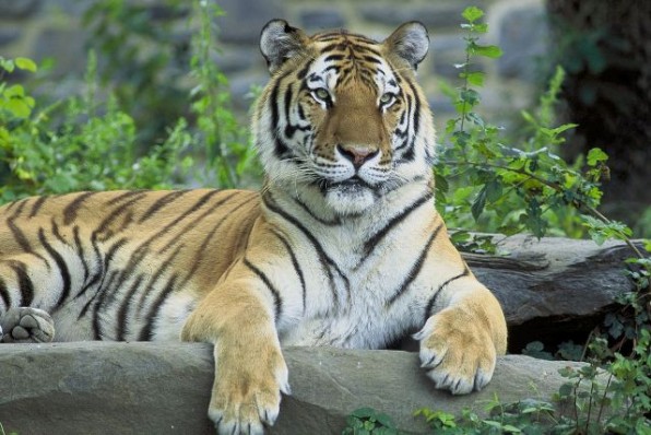 sziberiai_tigris