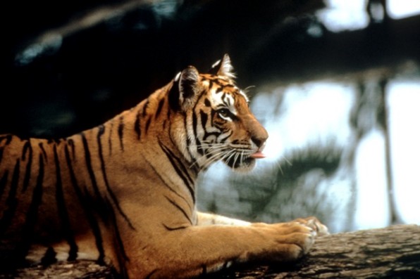 wwf tigris1