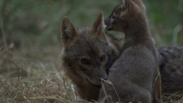vad kunsag2
