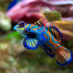 mandarinha