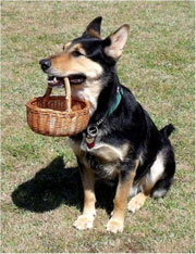 kutyus1