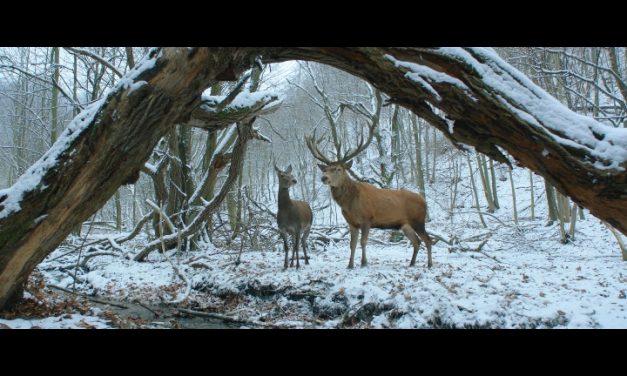 A testről és a lélekről – 2017 tavaszától látható Enyedi Ildikó filmje