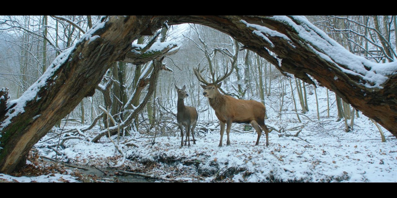 Február 26-án kezdődik a Magyar Filmhét