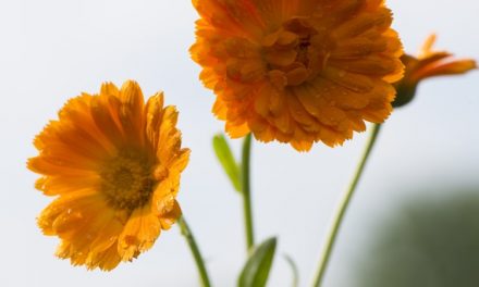 Tűz és víz – csodálatos körömvirág