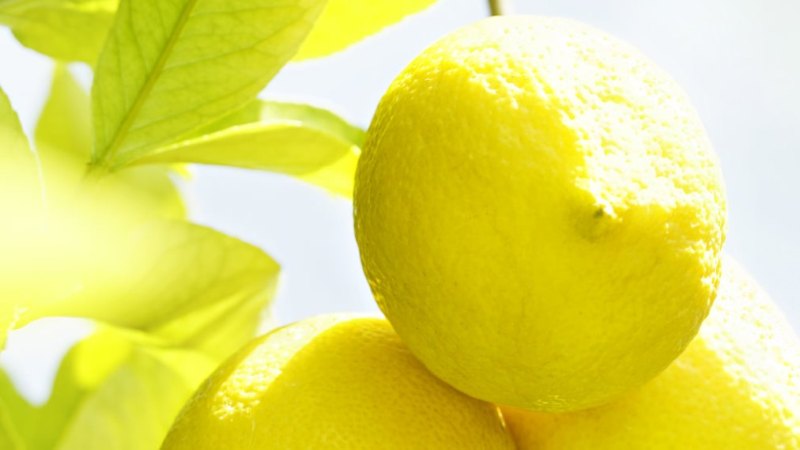 Citrus, a nyár legmenőbb illata