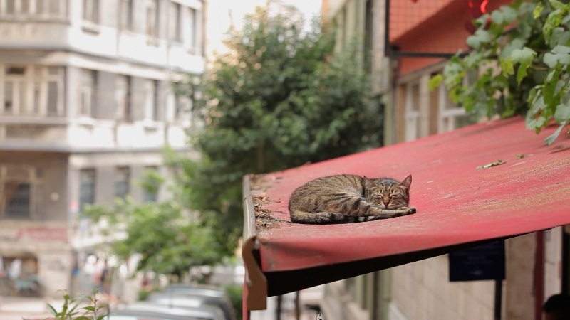 Kedi – Isztambul macskái