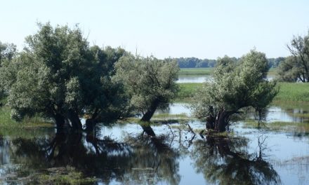 Veszélyben vannak éltető vizeink