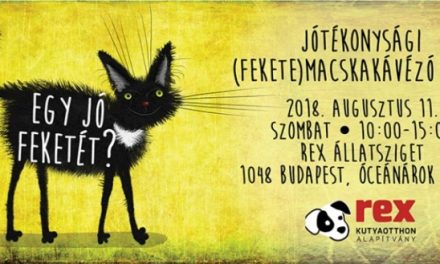 Egy jó feketével tuti az élet – Jótékonysági macskakávézó az Állatszigeten