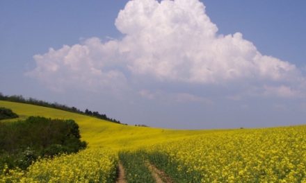 Az embernek egyetlen szülőföldje van. Egy a sorsunk, hát maradunk!