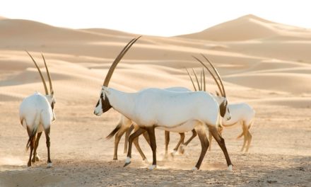 David Attenborough és bolygónk csodái a Netflixen