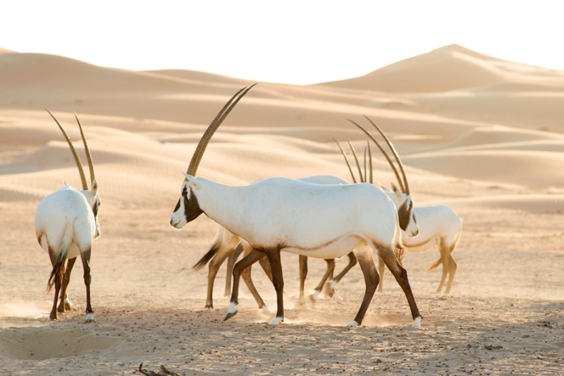 David Attenborough és bolygónk csodái a Netflixen