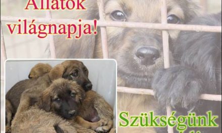 Szeressük az állatokat a mindennapokban is! – Várjuk a témával foglalkozó cikkeket!