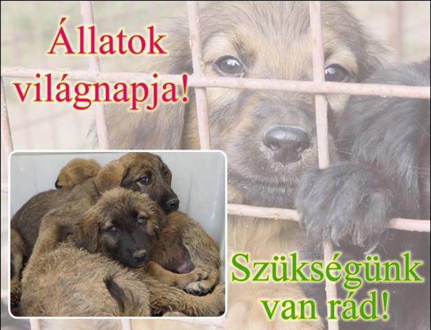 Szeressük az állatokat a mindennapokban is! – Várjuk a témával foglalkozó cikkeket!