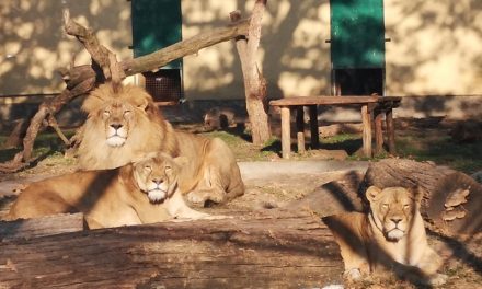 Országos Zoo-pedagógiai Konferencia – Kecskemét