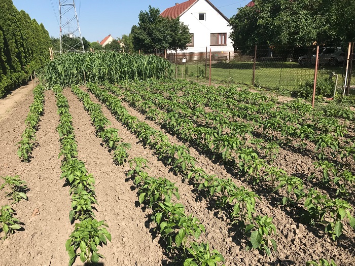 a legszebb konyhakertek