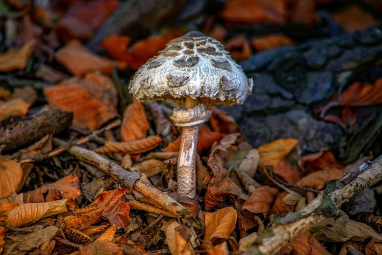 a szeptember