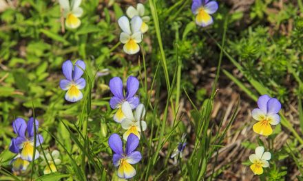 Pikkelysömör – Gyógyteák a bükki füvesembertől