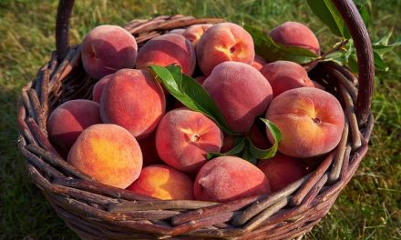 4 dolog, amit nem tudtál a biotermékekről