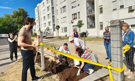 Örökzöld korallberkenyéket ültetett a KIKFOR Kft. Kecskeméten