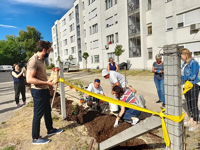 Örökzöld korallberkenyéket ültetett a KIKFOR Kft. Kecskeméten