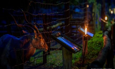 Tizedik Állatkertek éjszakája Kecskeméten is!