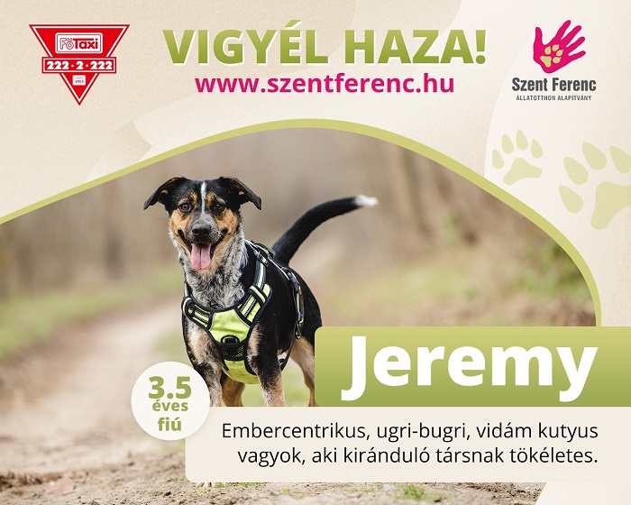 Vigyél haza! Menhelyi kutyáknak segít gazdát találni a Főtaxi
