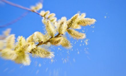 Készüljünk az allergiaszezonra!