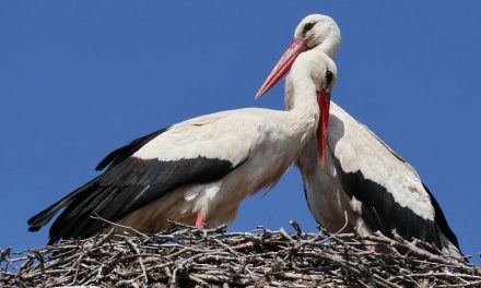 Madarak és fák napja – Május 10-én őket ünnepeljük