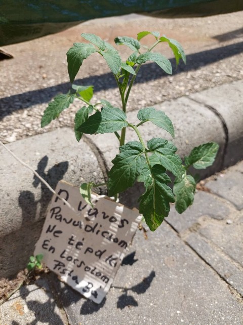 sarjado elet