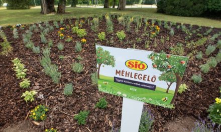 4 tipp a méhek védelméért