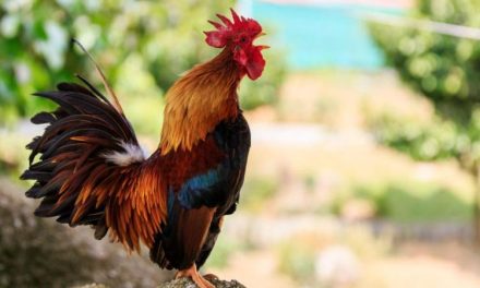 Hangulatfestő és hangutánzó szavak – a magyar nyelv „ékszerei”