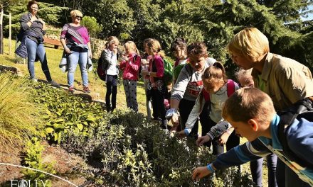 Így neveld a ciprusodat! – PÁLYÁZAT