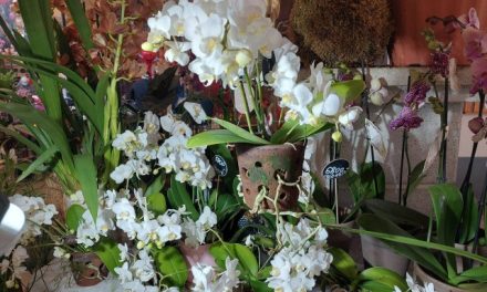Gyenes Ferenc az orchideagondozásról