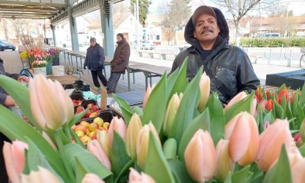 Termelői tulipánok a kecskeméti piacon