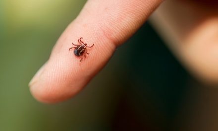 Legyen rutin a kullancsellenőrzés kiránduláskor!