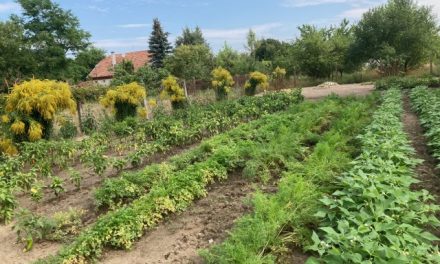A LEGSZEBB KONYHAKERTEK program Kecskeméten