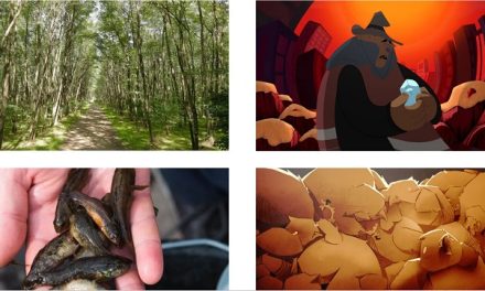 A IX. Környezetvédelmi Filmfesztivál díjazottjai