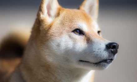 Shiba inu, a plüsshatású kutya