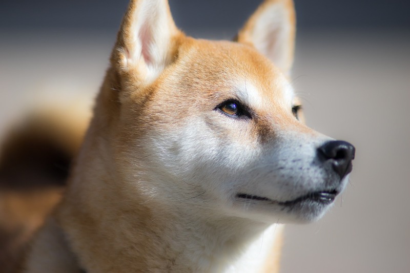 Shiba inu, a plüsshatású kutya