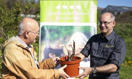 Jane Goodall békét hozó rózsatövei Budatétényben