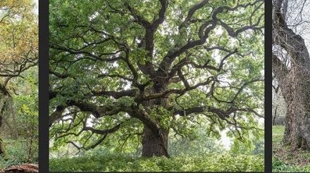 Évgyűrűkben őrzött történetek a Folly Arborétumban