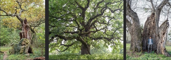 Évgyűrűkben őrzött történetek a Folly Arborétumban