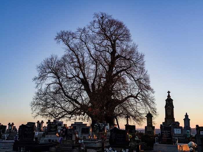 Évgyűrűkben őrzött történetek a Folly Arborétumban